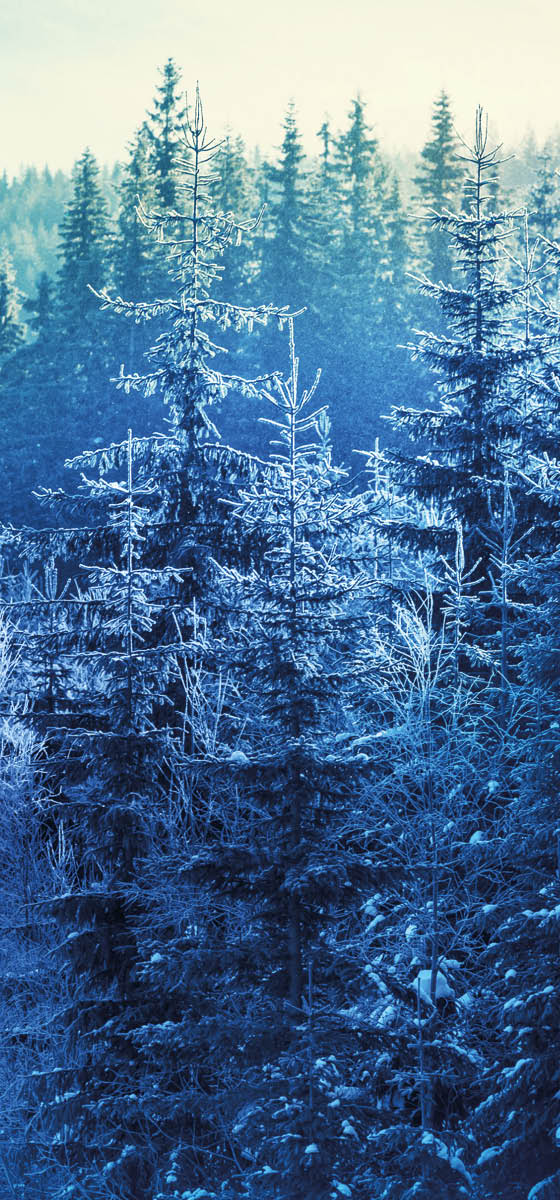 Immagine di un fitto bosco con tutti i pini ricoperti di neve.
